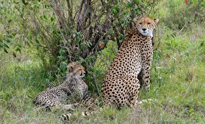 Selective: Africa, Kenya, Serengeti, Maasai Mara. Female cheetah