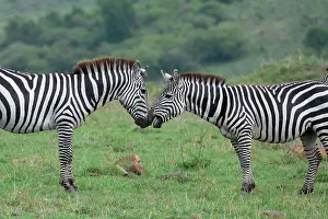 Selective: Africa, Kenya, Serengeti, Maasai Mara. Plains zebra