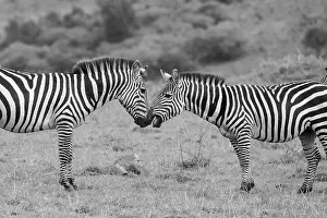 Selective: Africa, Kenya, Serengeti, Maasai Mara. Plains zebra