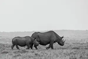 Bicornis: Africa, Kenya, Serengeti, Maasai Mara. Black rhinoceros