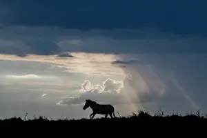 Strip: Africa, Kenya, Serengeti, Maasai Mara. Burchell's