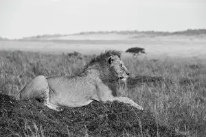 Selective: Africa, Kenya, Serengeti, Maasai Mara. Young male