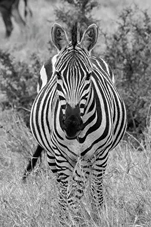 Selective: Africa, Kenya, Serengeti Plains, Maasai Mara. Plains