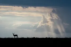 Aepyceros: Africa, Kenya, Serengeti Plains, Maasai Mara. Impala