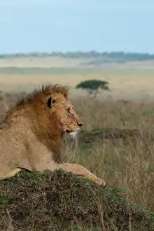 Selective: Africa, Kenya, Serengeti Plains, Maasai Mara. Young