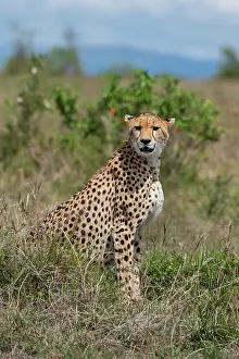 Selective: Africa, Kenya, Serengeti Plains, Maasai Mara. Female