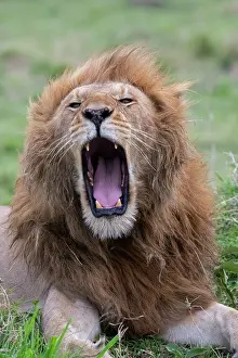 Selective: Africa, Kenya, Serengeti Plains, Maasai Mara. Male