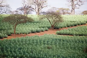 Baobab: Africa, Kenya. Sisal field dotted with Baobab