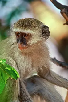 Vervet: Africa, Kenya, vervet monkey baby