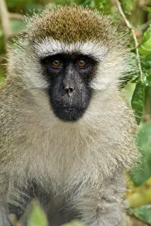 Vervet: Africa. Kenya. Vervet Monkey at Lake Nakuru
