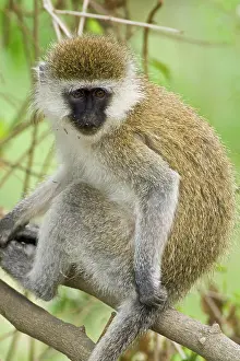 Vervet: Africa. Kenya. Vervet Monkey at Lake Nakuru