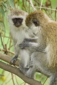 Vervet: Africa. Kenya. Vervet Monkeys at Lake Nakuru