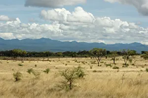 Meru: Africa, Kenya, a view of Meru National Park