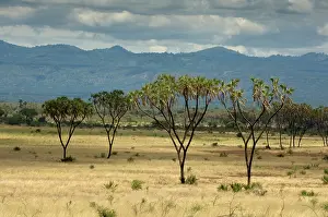 Meru: Africa, Kenya, a view of Meru National Park
