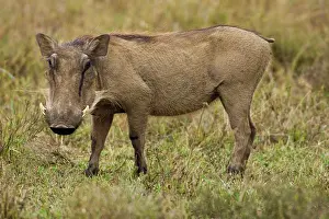 Aethiopicus: Africa. Kenya. Warthog at Hell's Gate NP