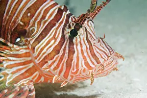Volitans: Africa, Kenya, Watamu Marine National Park