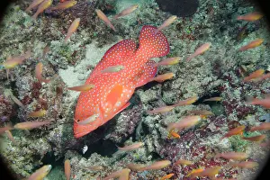 Pseudanthias: Africa, Kenya, Watamu Marine National Park