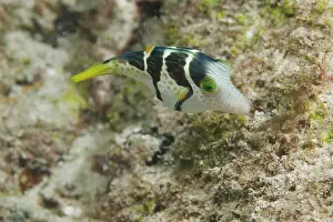 Toby: Africa, Kenya, Watamu Marine National Park