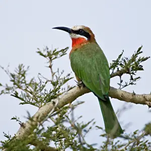 Bullockoides: Africa. Kenya. White-fronted Bee Eater at