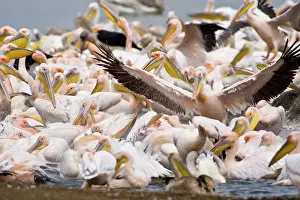 Busy: Africa. Kenya. White Pelicans bathing at