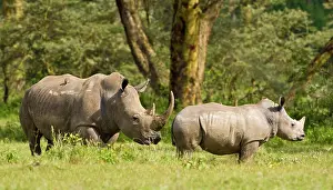 Rhinocerus: Africa. Kenya. White Rhinocerus with baby