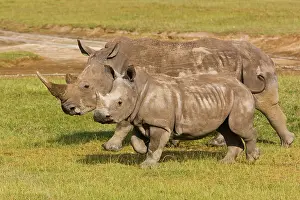 Rhinocerus: Africa. Kenya. White Rhinocerus with baby