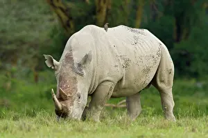 Rhinocerus: Africa. Kenya. White Rhinocerus with Red-billed