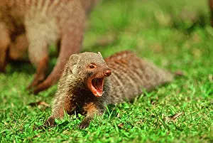 Mungo: Africa, Kenya, wildlife Common Mongoose