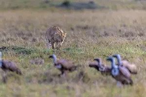 Occipitalis: Africa Lion lioness stalking White-headed