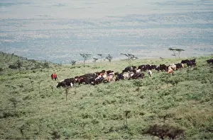 Farmers: Africa - Maasai and cattle