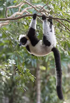 Madagascar: Africa, Madagascar, lemur, lemurs, indri (Indri