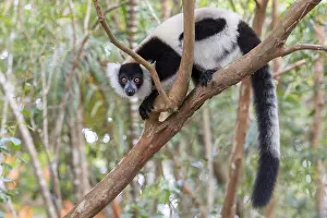 Madagascar: Africa, Madagascar, lemur, lemurs, indri (Indri