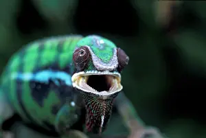 Pardalis: Africa, Madagascar. Redbar Panther Chameleon