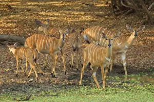 Tragelaphus: Africa, Malawi, Lengwe National Park, Herd