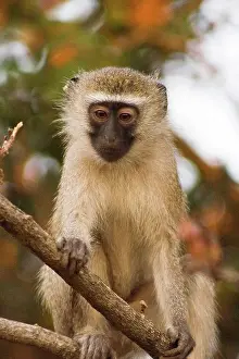 Malawi: Africa; Malawi; Lengwe National Park; Vervet