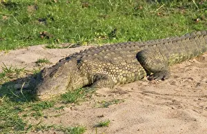 Sunning: Africa; Malawi; Liwonde National Park; Crocodile