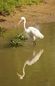Malawi: Africa; Malawi; Liwonde National Park; Yellowbilled