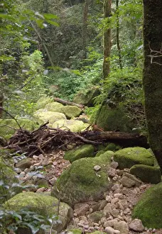 Malawi: Africa; Malawi; Mt Mulanje; Jungle trail
