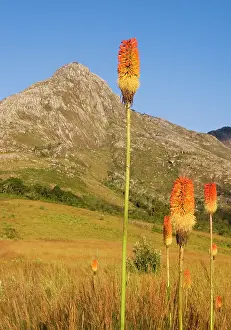 Malawi: Africa; Malawi; Mt Mulanje; Thuchila; Red