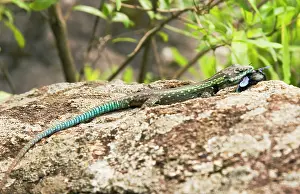Malawi: Africa; Malawi; Mulanje; Mt. Mulanje; Blue-green