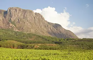 Malawi: Africa; Malawi; Mulanje; Mt. Mulanje; Tea