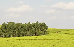 Malawi: Africa, Malawi, Thyolo, Fields of tea bushes