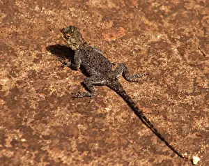 Malawi: Africa; Malawi; Zomba; Brown lizard at Zomba