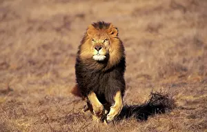 Snout: Africa. Male African Lion (Panthera leo)