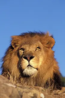 Snout: Africa. Male African Lion (Panthera leo)