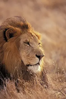 Snout: Africa. Male African Lion (Panthera leo)