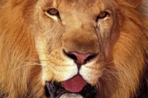 Snout: Africa. Male African Lion (Panthera leo)