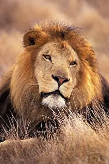 Snout: Africa. Male African Lion (Panthera leo)