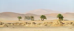 Wind: Africa, Morocco, Erg Chebbi. Trees and sandstorm