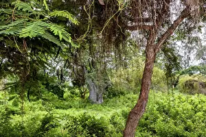 Nacional: Africa, Mozambique, Ibo Island, Quirimbas